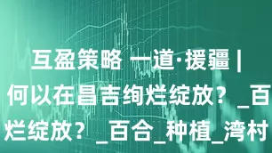 互盈策略 一道·援疆 | 南平市花，何以在昌吉绚烂绽放？_百合_种植_湾村